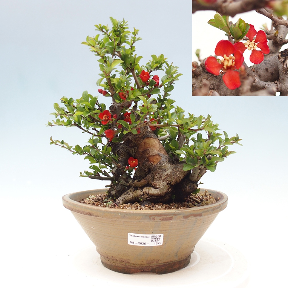 Bonsaï d'extérieur - Chaneomeles speciosa - Coing