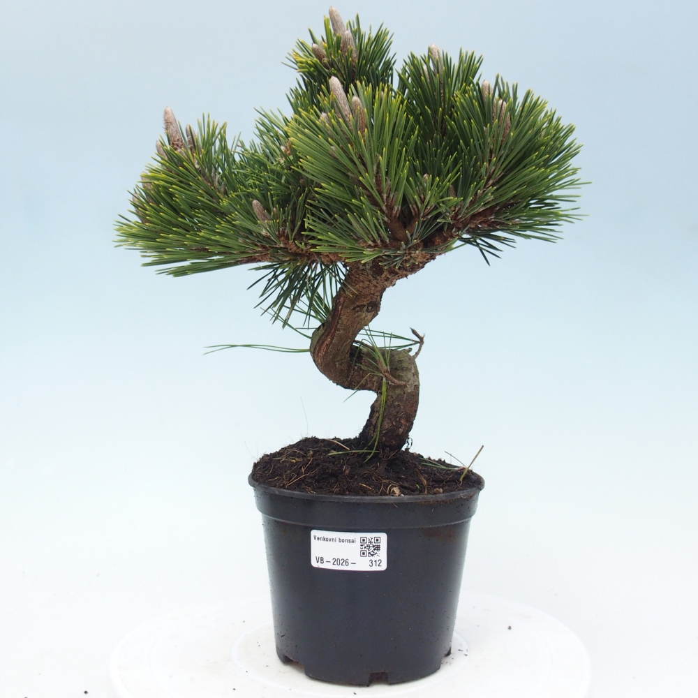 Bonsaï d'extérieur - Pinus thunbergii senjyumaru - Pin de Thunberg