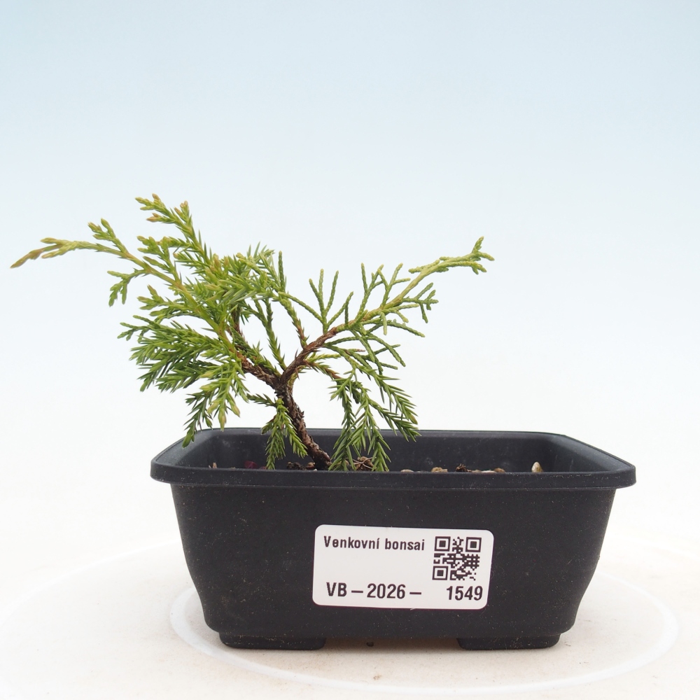Bonsaï d'extérieur - Juniperus chinensis Itoigawa