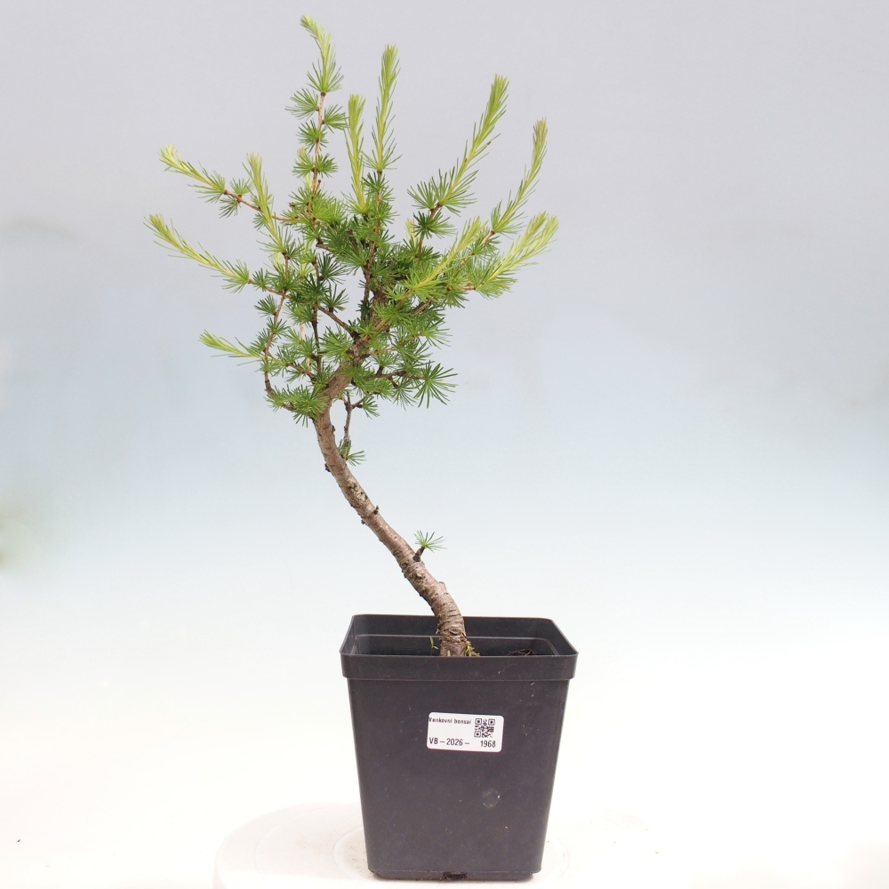 Bonsaï d'extérieur -Larix decidua - Mélèze