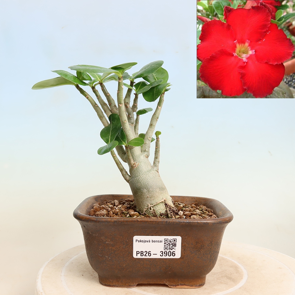 Bonsaï d'intérieur - Adenium obesum Red Star - Rose du désert