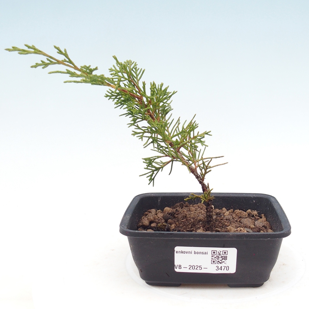 Bonsaï d'extérieur - Juniperus chinensis Itoigawa