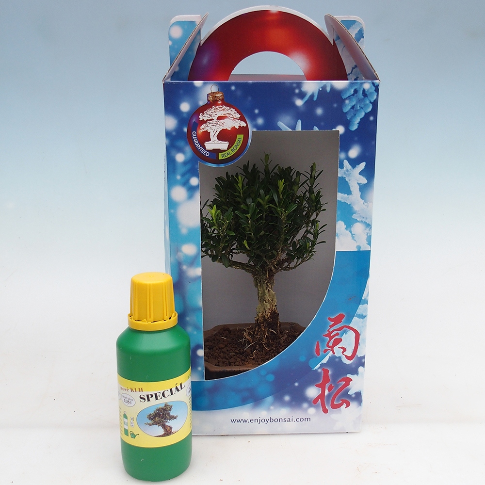 Bonsaï de chambre en boîte cadeau Buxus harlandii - buxus liège