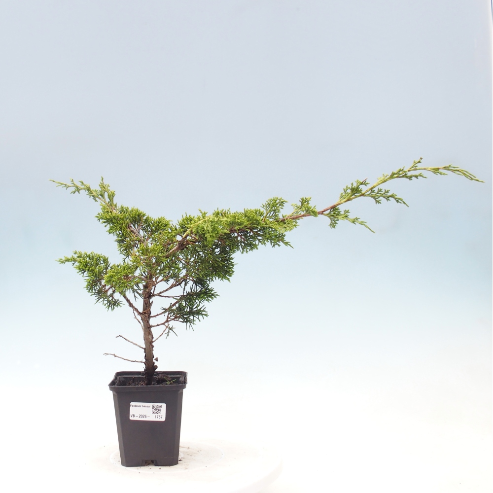 Bonsaï d'extérieur - Juniperus chinensis Itoigawa