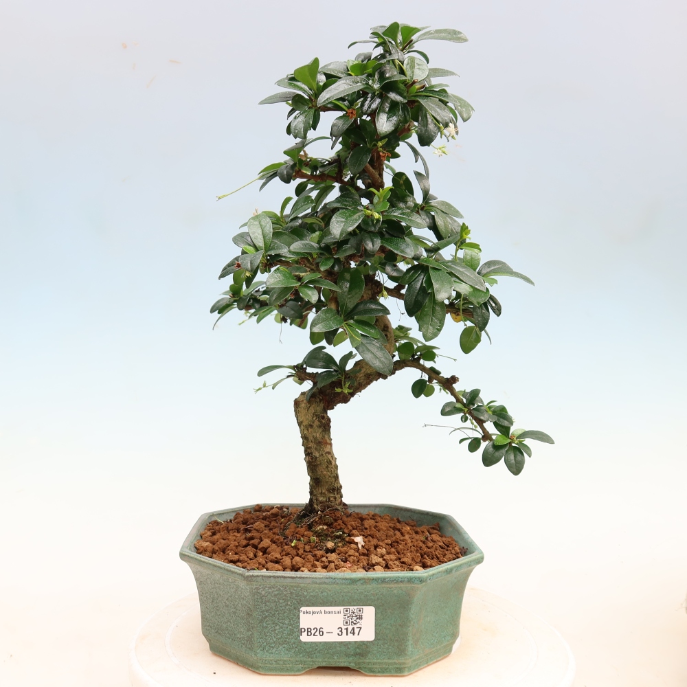 Bonsaï de chambre - Carmona macrophylla - Tea fuki