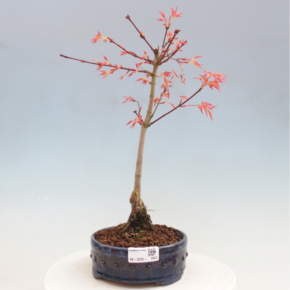 Érable de Norvège - Acer palmatum Beni Tsukasa