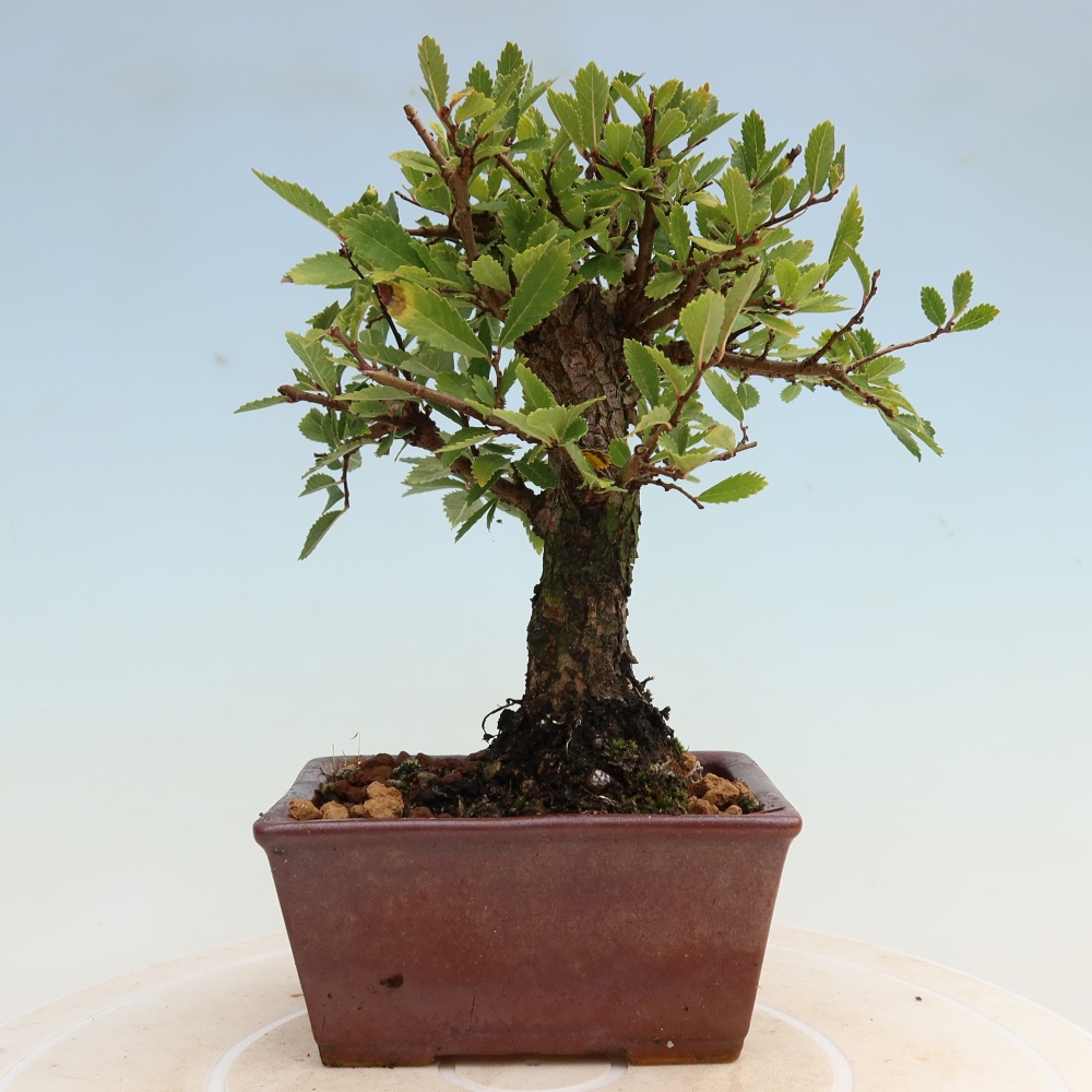 Bonsaï d'extérieur - Zelkova - Zelkova NIRE