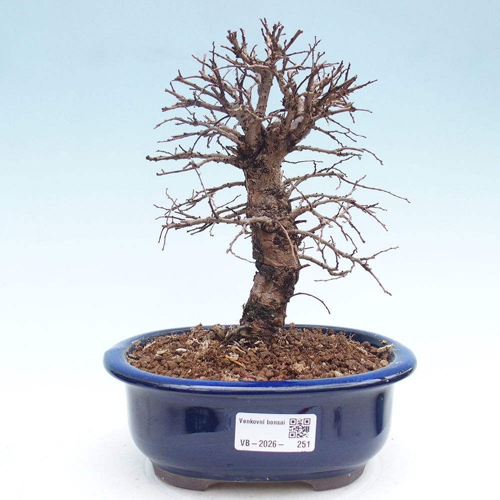 Bonsaï d'extérieur - Zelkova - Zelkova NIRE