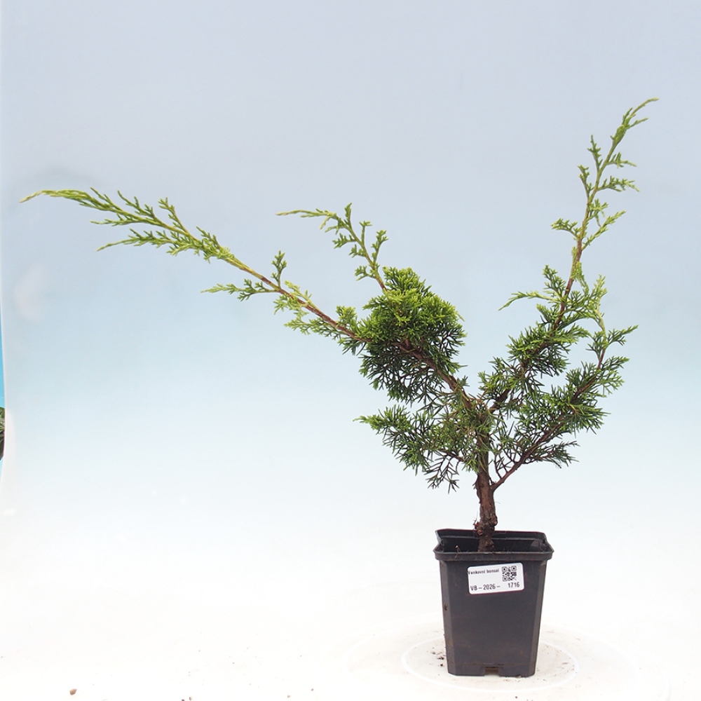 Bonsaï d'extérieur - Juniperus chinensis Itoigawa