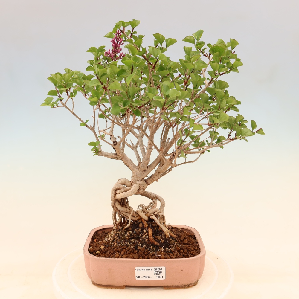Bonsaï d'extérieur - Syringa microphylla - lilas à petites fleurs