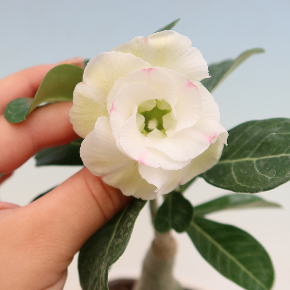 Bonsaï d'intérieur - Adenium obesum greffé V.F.S.407  - Rose du désert