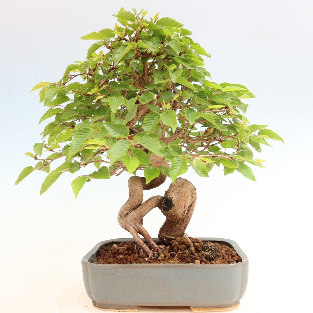Bonsaï d'extérieur -Carpinus Coreana - Charme de Corée