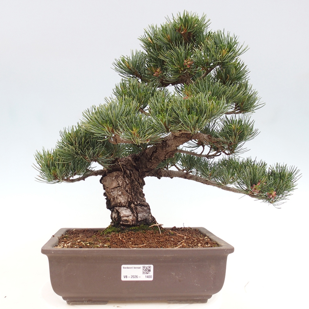 Bonsaï d'extérieur - Pinus parviflora - Pinus parviflora