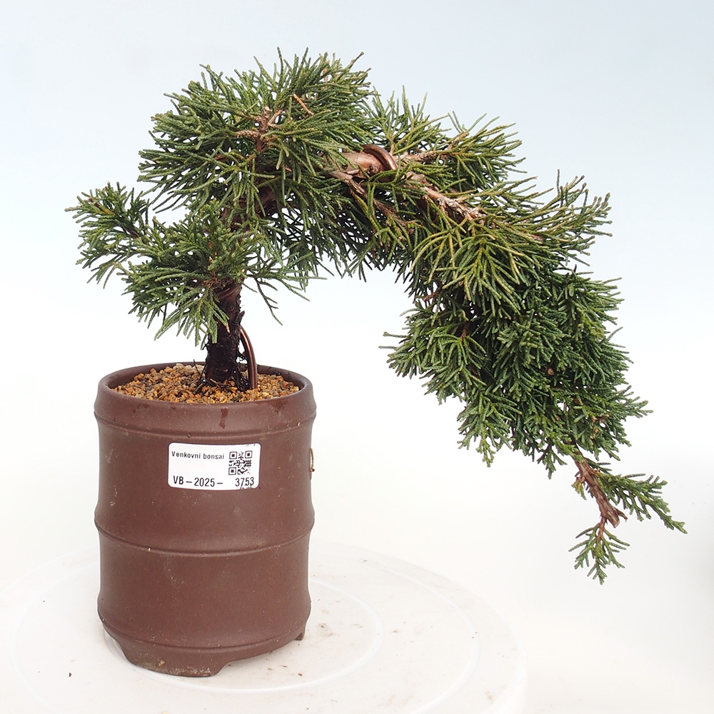 Bonsaï d'extérieur - Juniperus chinensis Kishu