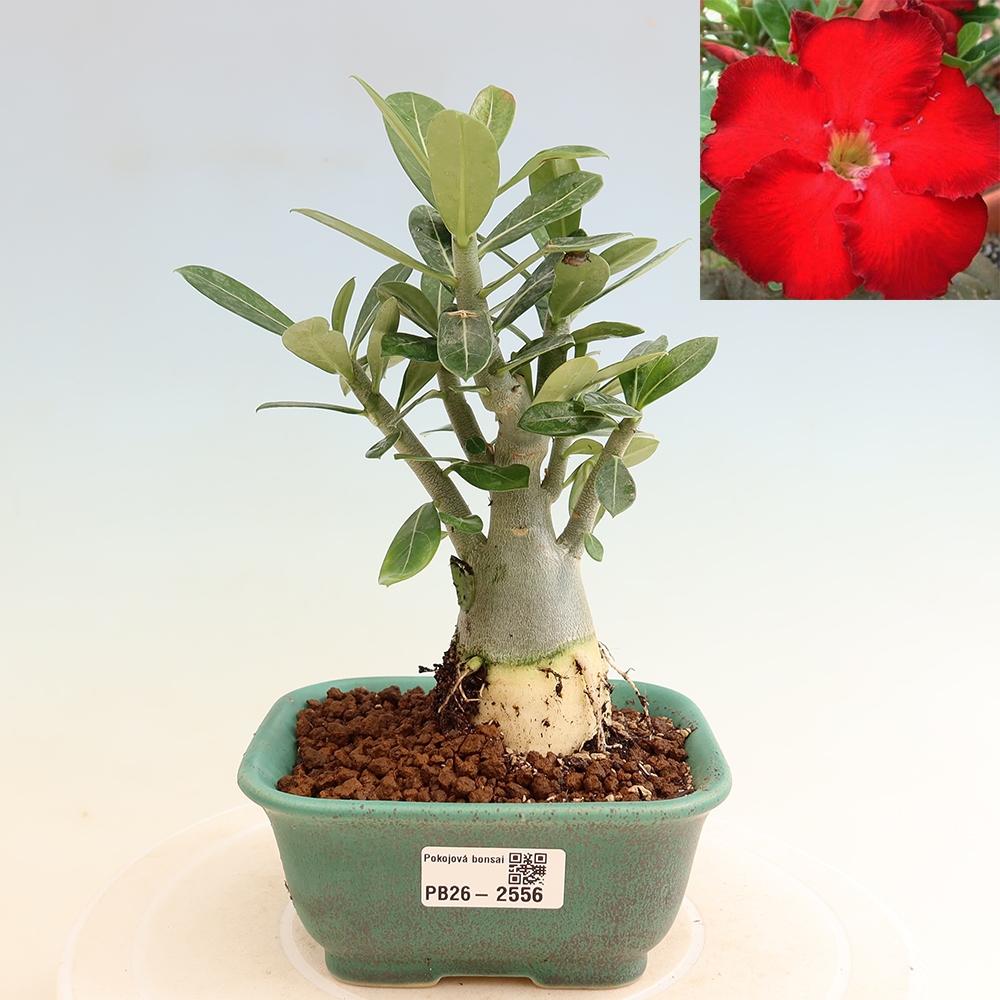 Bonsaï d'intérieur - Adenium obesum Red Star - Rose du désert