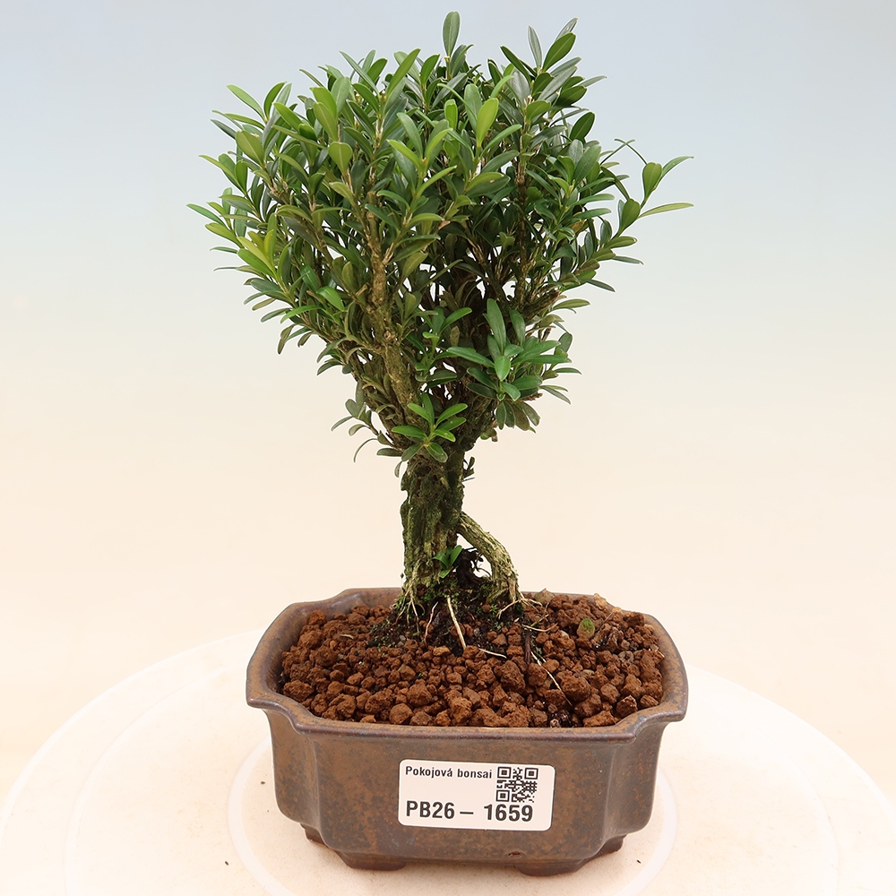 Bonsaï de chambre - Buxus harlandii - buxus liège