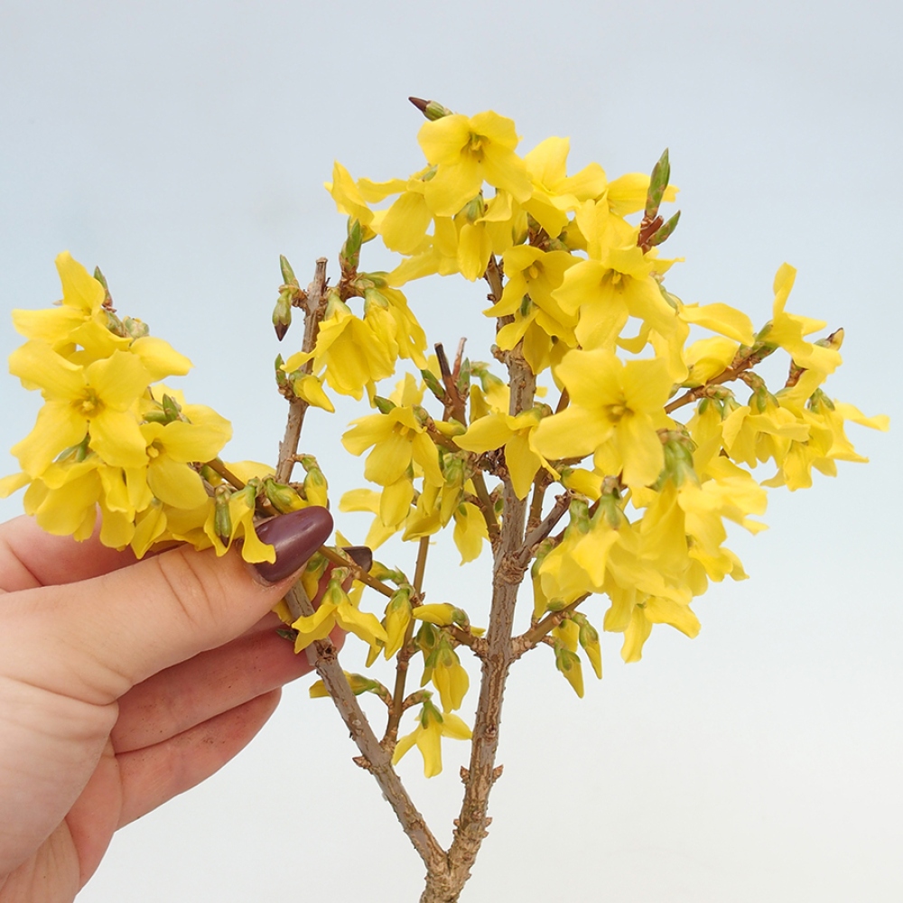 Bonsaï d'extérieur - Zlatice - Forsythia intermedia