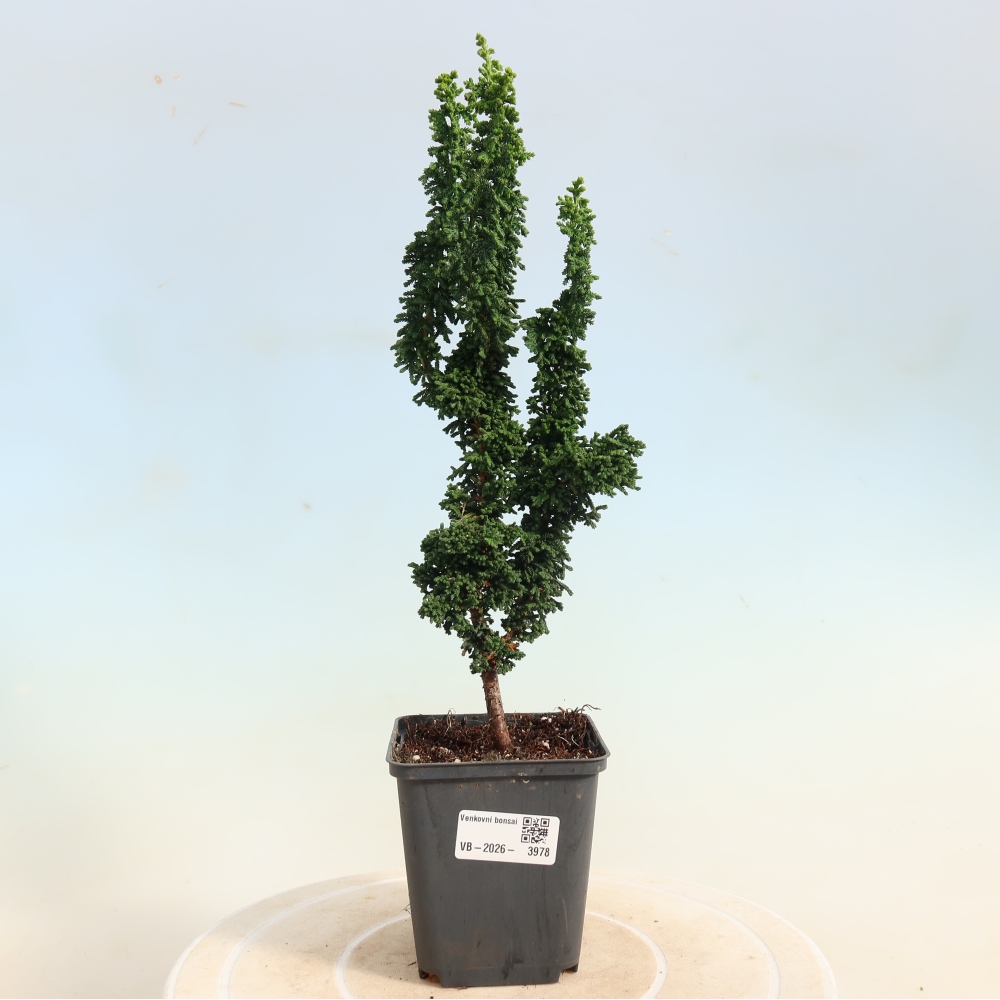 Bonsaï d'extérieur - Cham. obtusa SEKKA HINOKI - Cyprès