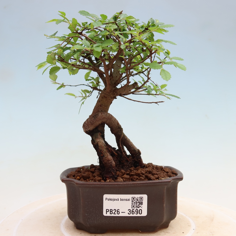Bonsaï de chambre - Ulmus parvifolia - Orme à petites feuilles