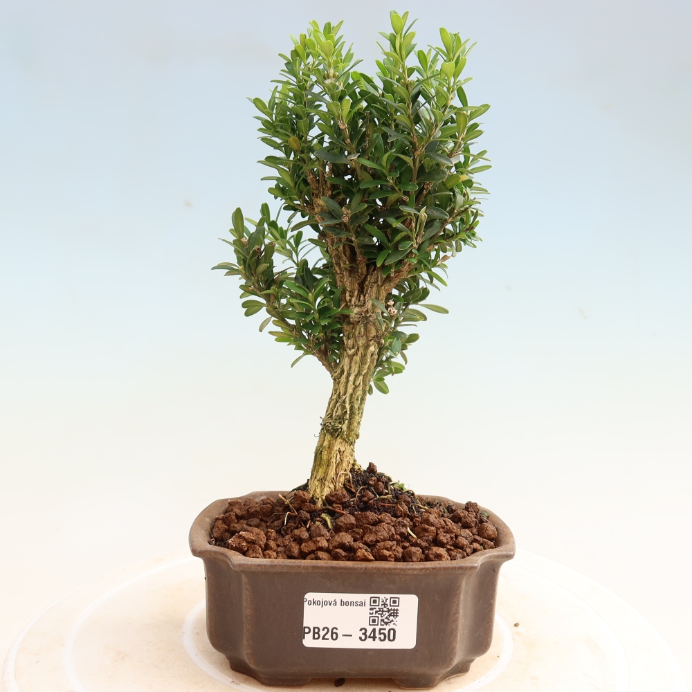 Bonsaï de chambre - Buxus harlandii - buxus liège