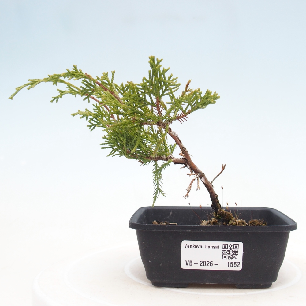 Bonsaï d'extérieur - Juniperus chinensis Itoigawa