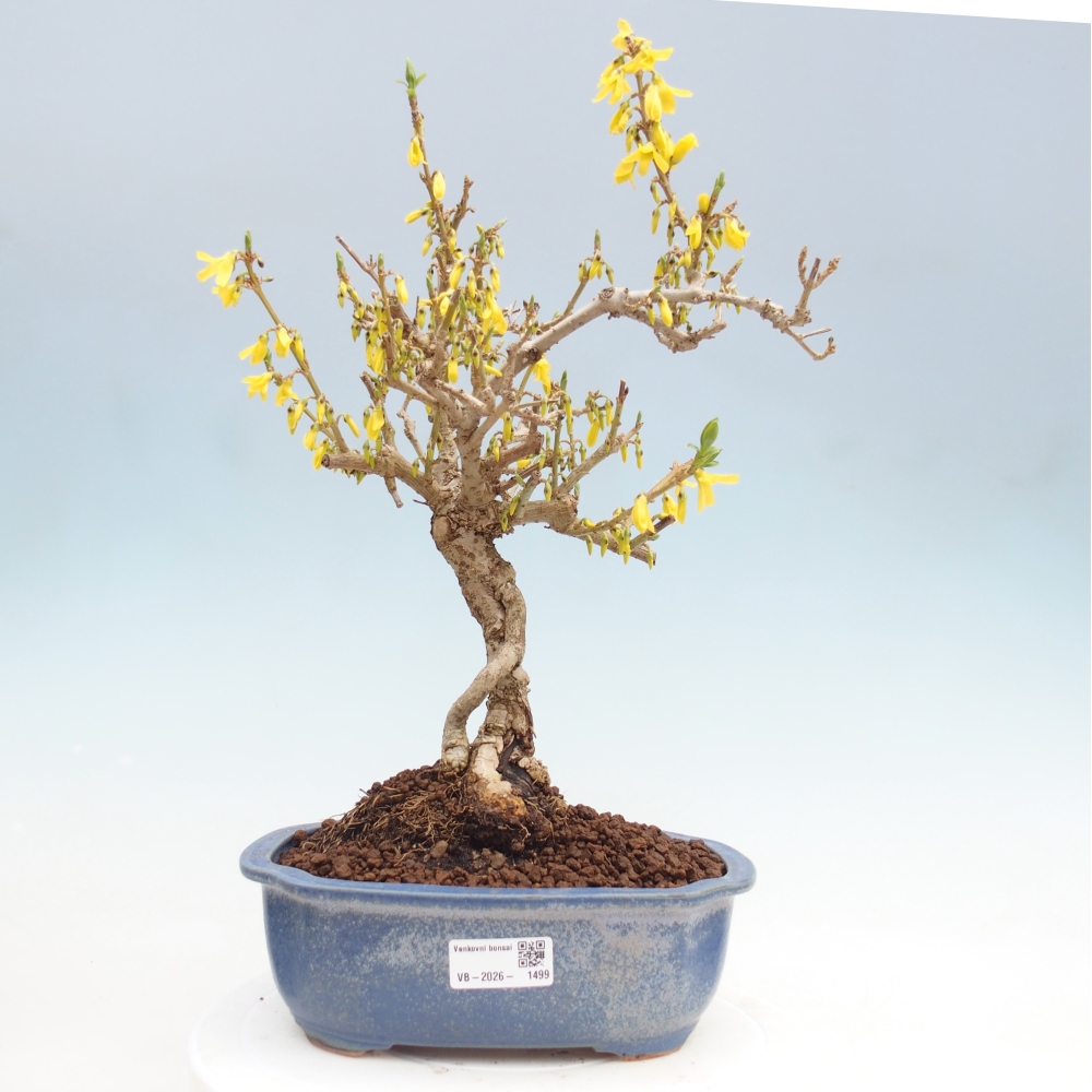 Bonsaï d'extérieur - Zlatice - Forsythia koreana
