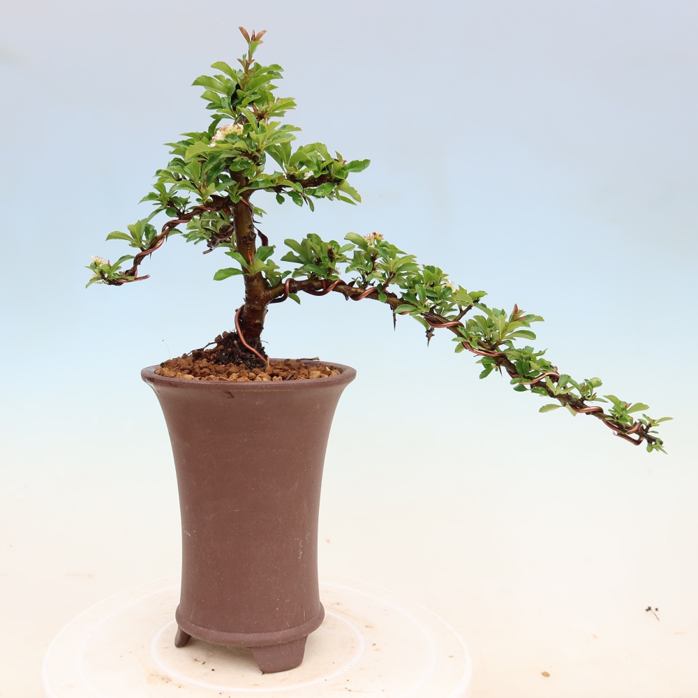 Bonsaï d'extérieur - Pyracantha teton - Pyracantha écarlate