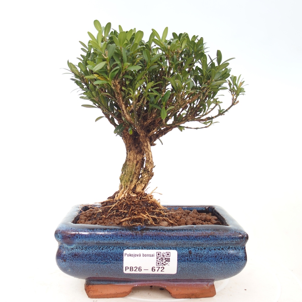 Bonsaï de chambre - Buxus harlandii - buxus liège