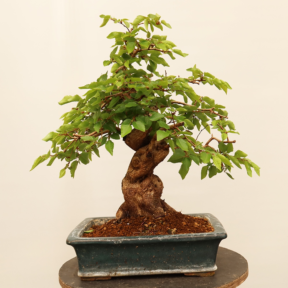 Bonsaï d'extérieur -Carpinus Coreana - Charme de Corée