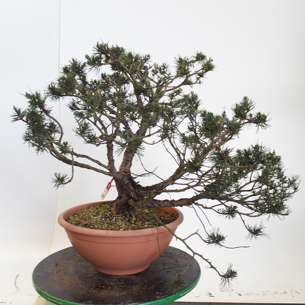 Yamadori - Pinus sylvestris Espagne