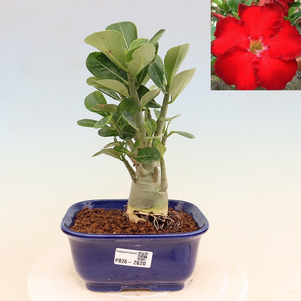 Bonsaï d'intérieur - Adenium obesum Red Star - Rose du désert