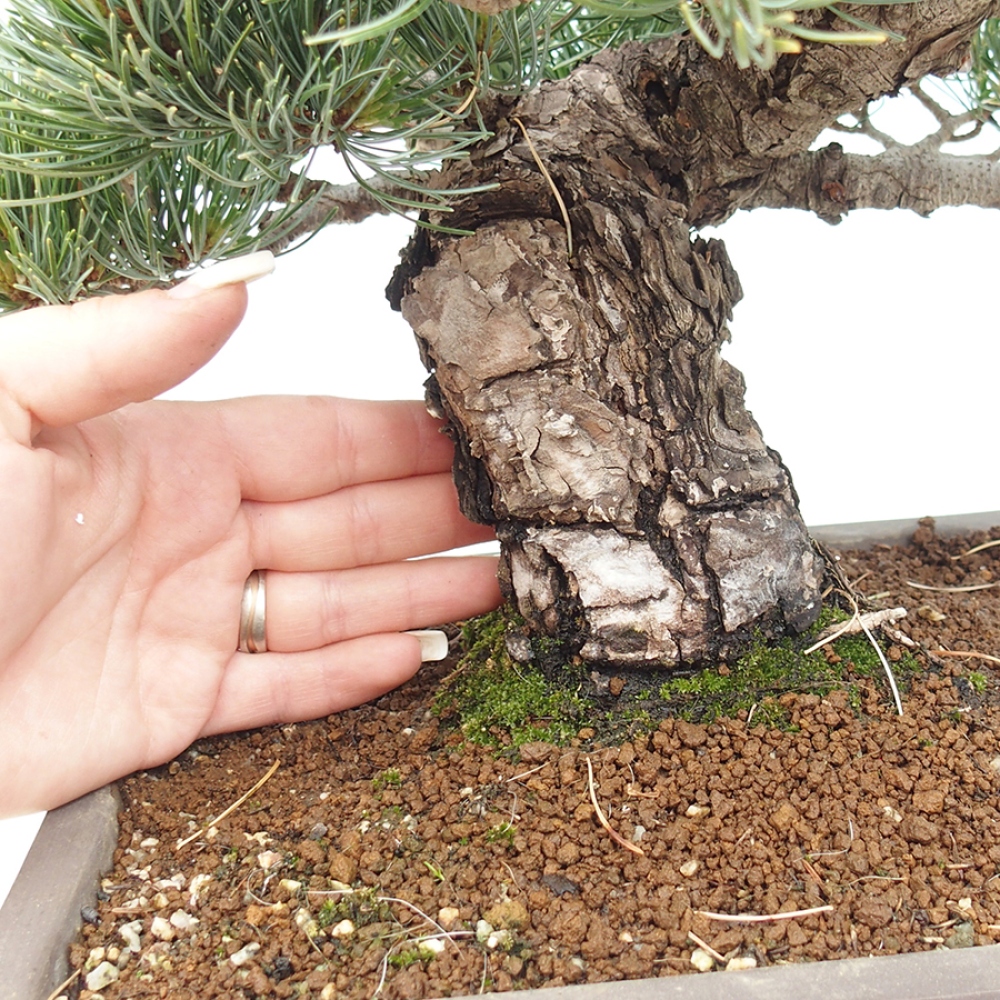 Bonsaï d'extérieur - Pinus parviflora - Pinus parviflora