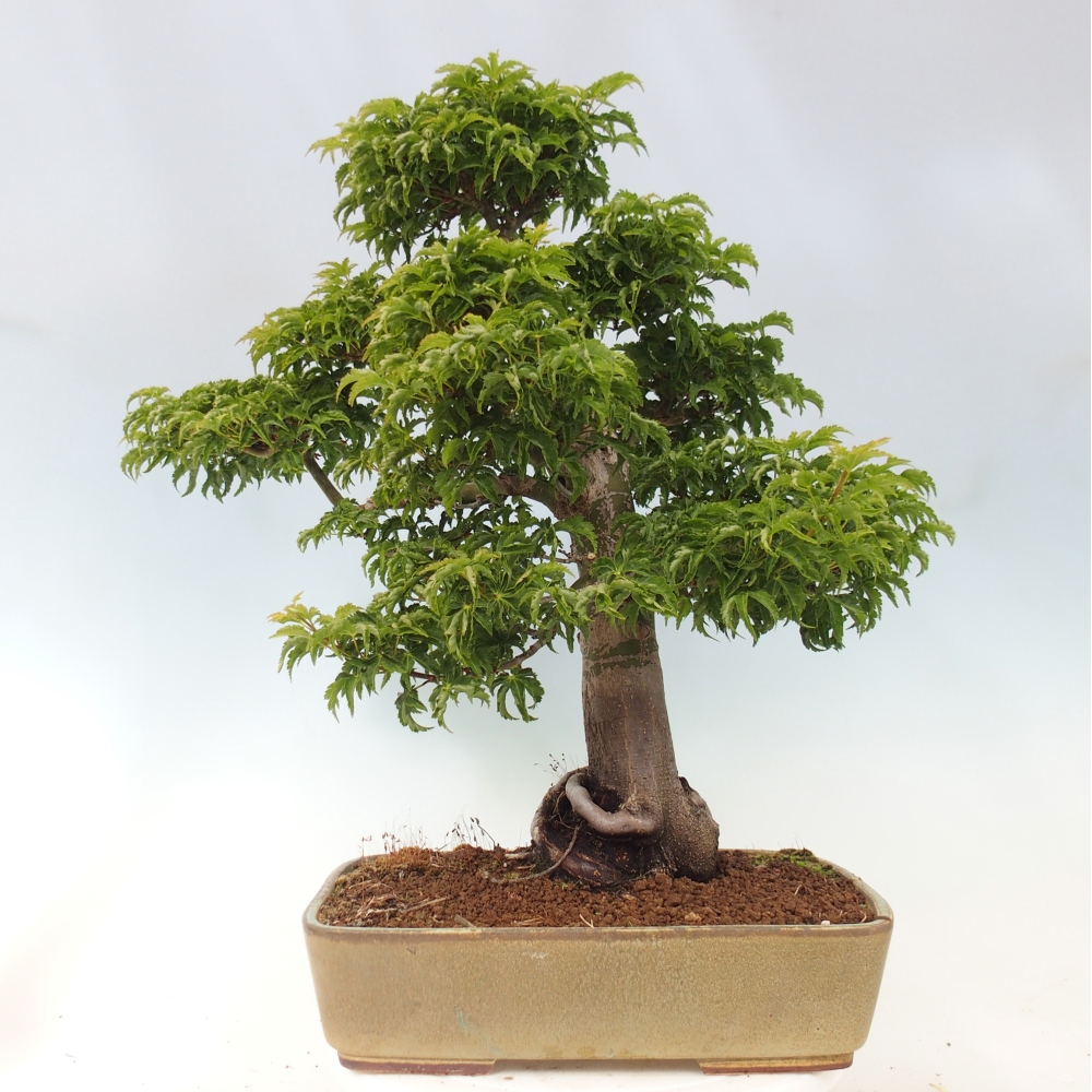 Bonsaï d'extérieur -Javor palm Acer palmatum Shishigashira