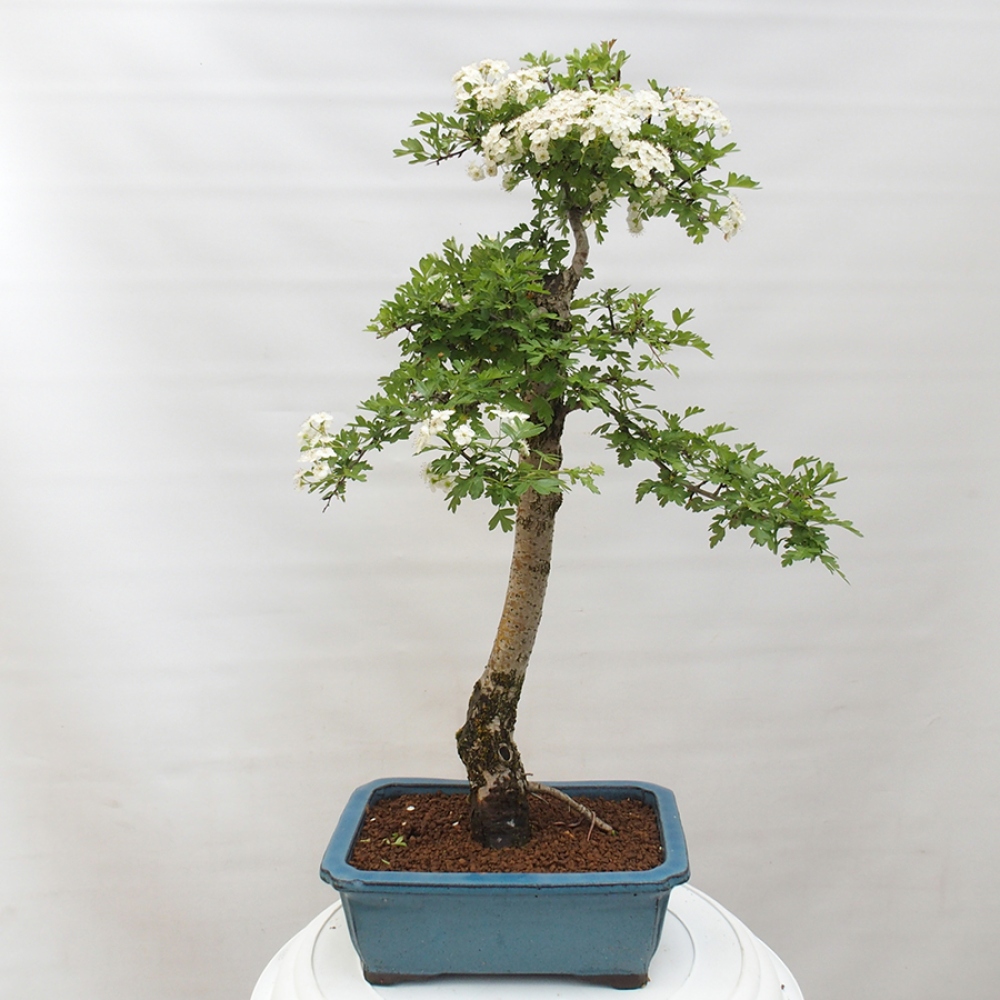 Bonsaï d'extérieur - Aubépine - Crataegus monogyna