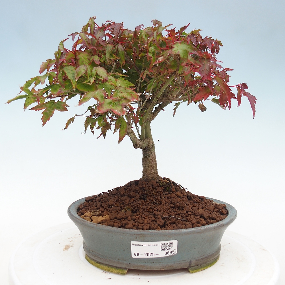 Acer palmatum KIOHIME - Érable palmé