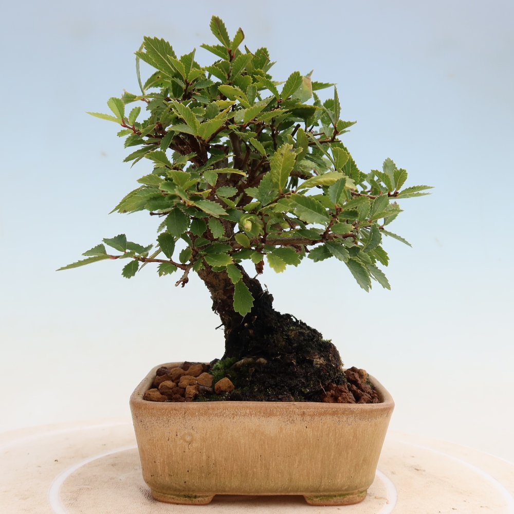 Bonsaï d'extérieur - Zelkova - Zelkova NIRE