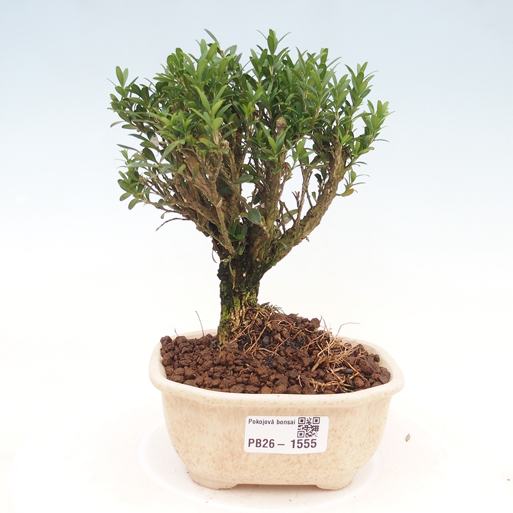 Bonsaï de chambre - Buxus harlandii - buxus liège