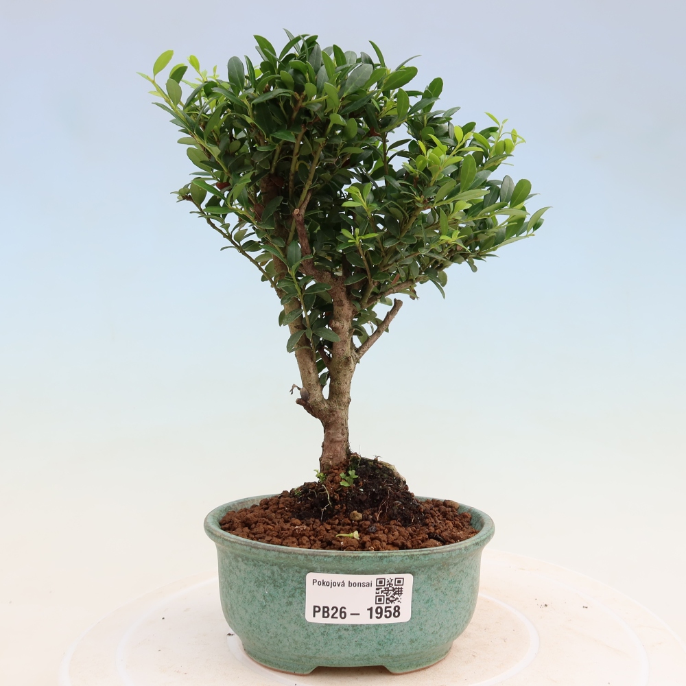 Bonsaï de chambre - Ilex crenata - Houx