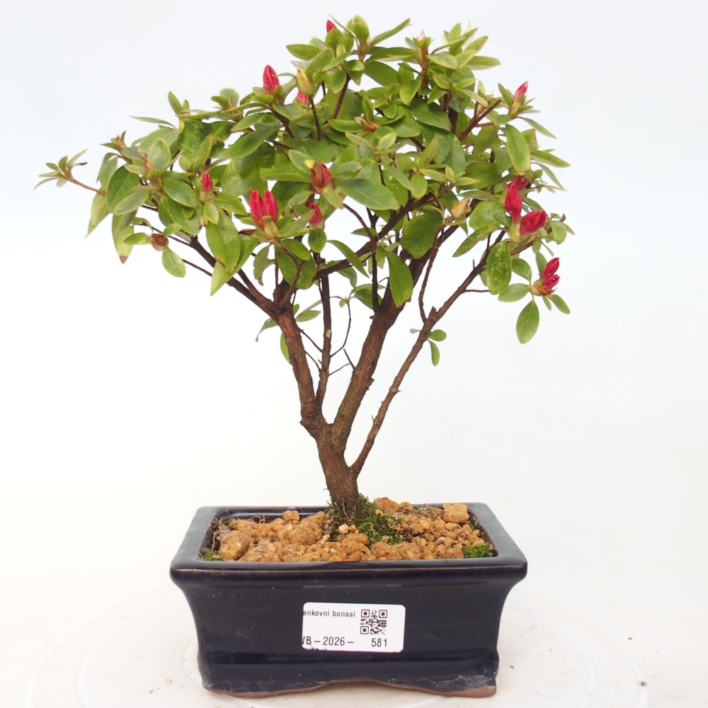 Bonsaïs d'extérieur - Azalée japonaise - Azalea sp.