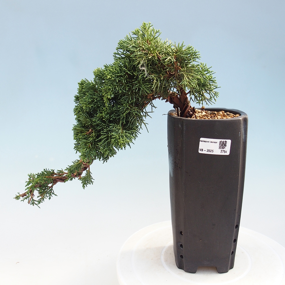 Bonsaï d'extérieur - Juniperus chinensis Kishu