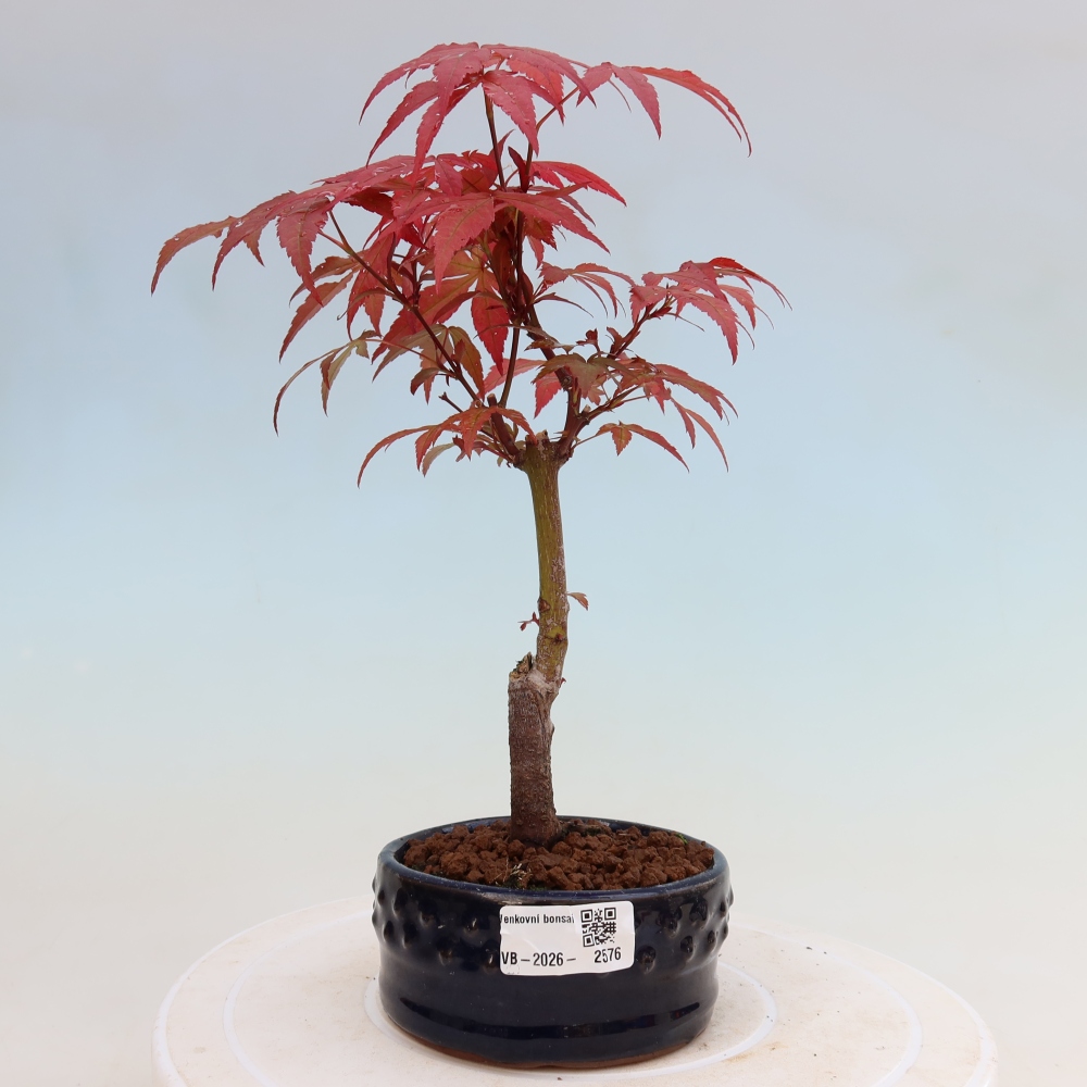 Bonsaï d'extérieur - Acer palm. Atropurpureum-Javor palmate
