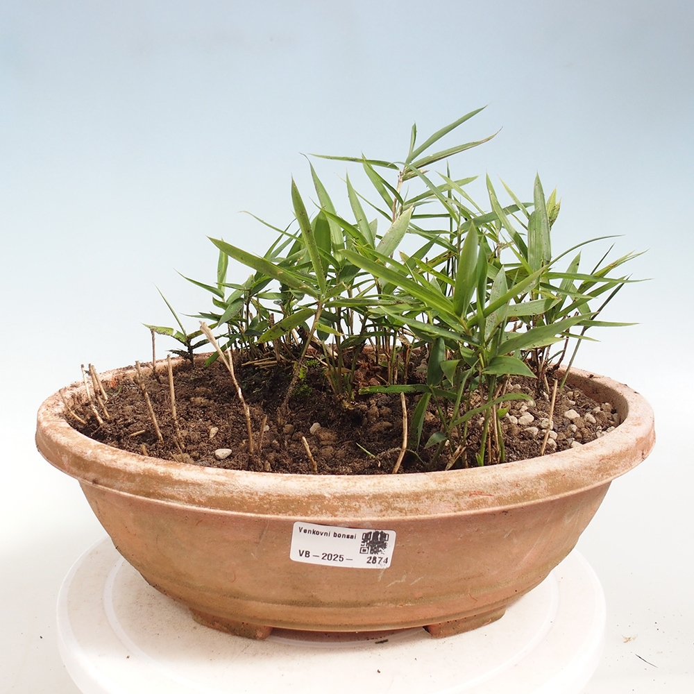 Bonsaï d'extérieur - Pleioblastus argenteostriatus f.pumilus - Bambou nain