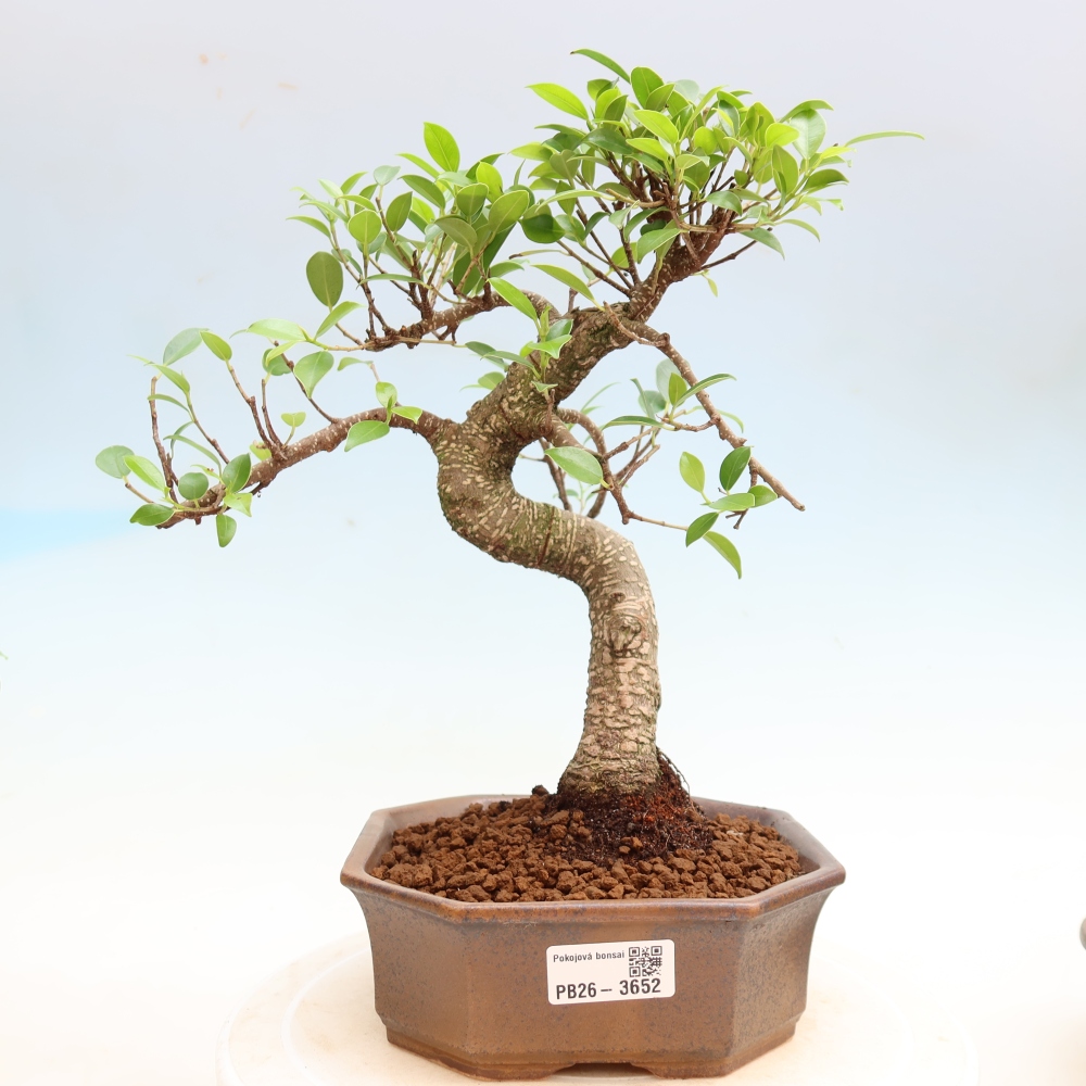 Salle bonsaï - Ficus kimmen - ficus à petites feuilles