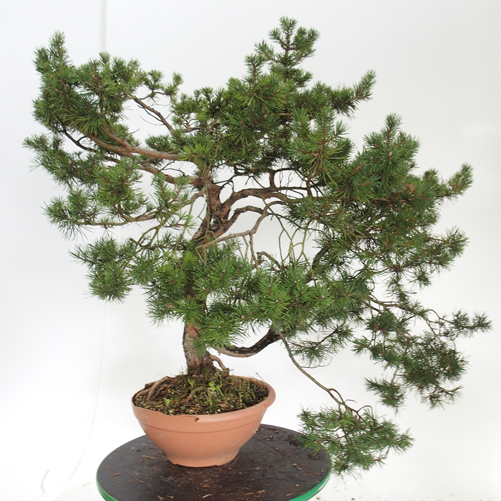 Yamadori - Pinus sylvestris Espagne