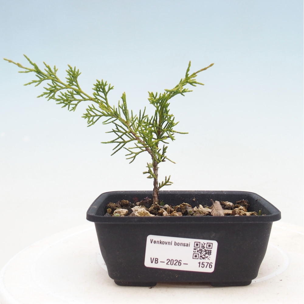Bonsaï d'extérieur - Juniperus chinensis Itoigawa