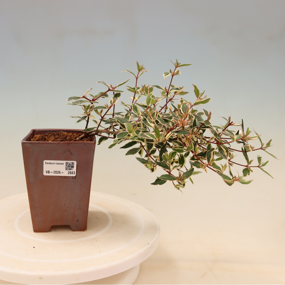 Bonsaï d'extérieur - Abelia gr. Confetti - Abélie à grandes fleurs