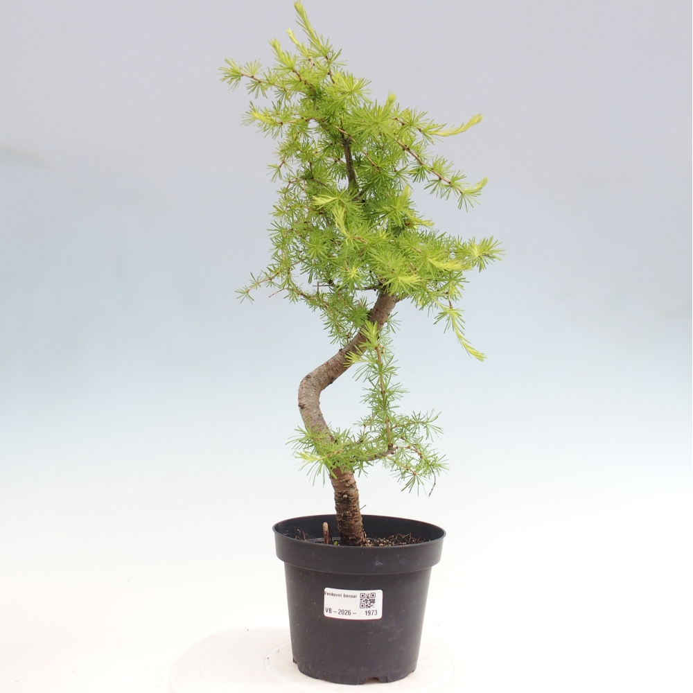 Bonsaï d'extérieur -Larix decidua - Mélèze