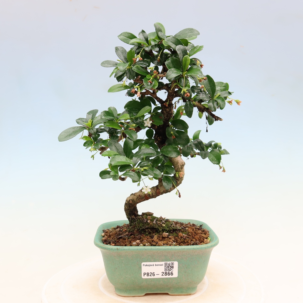 Bonsaï de chambre - Carmona macrophylla - Tea fuki
