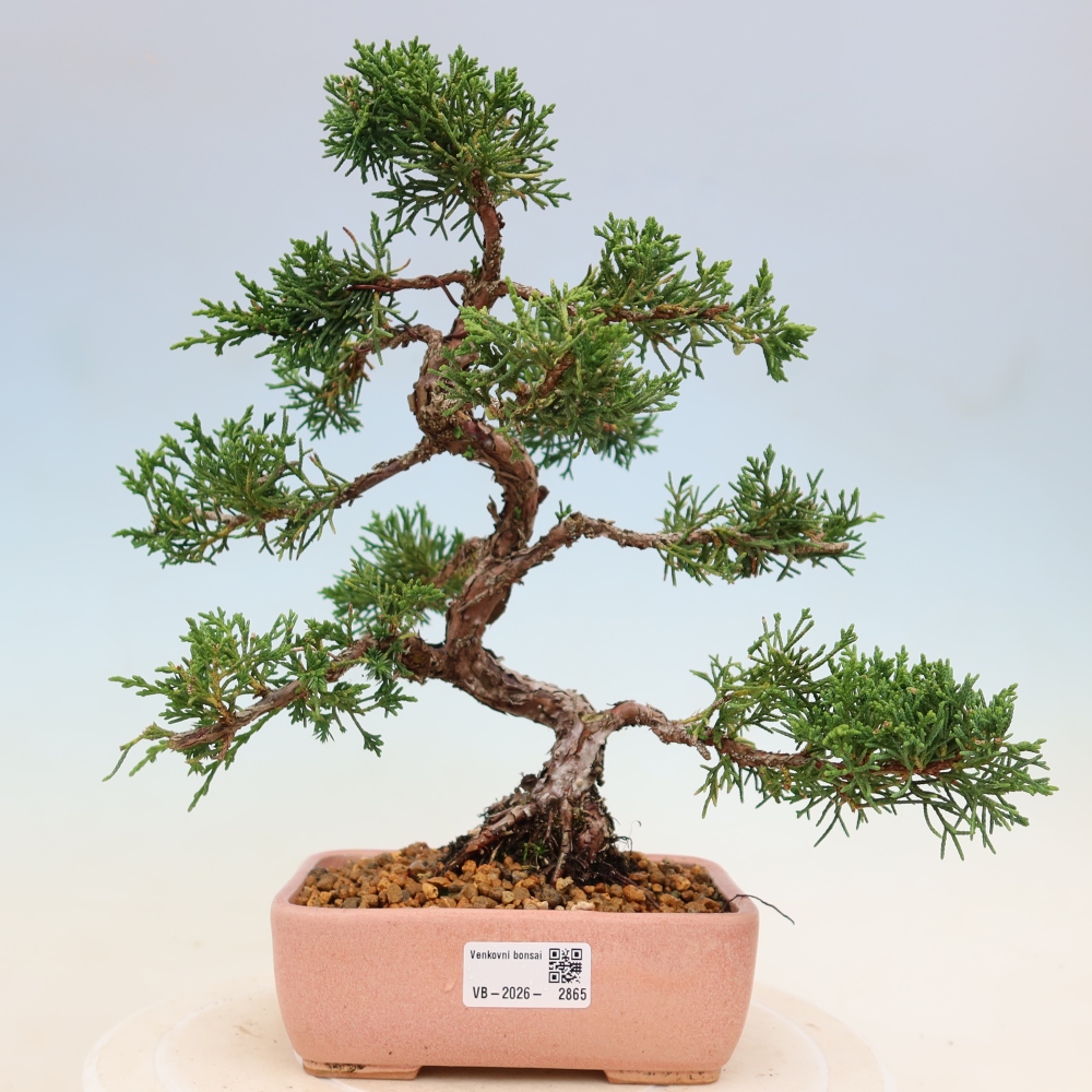 Bonsaï d'extérieur - Juniperus chinensis Kishu