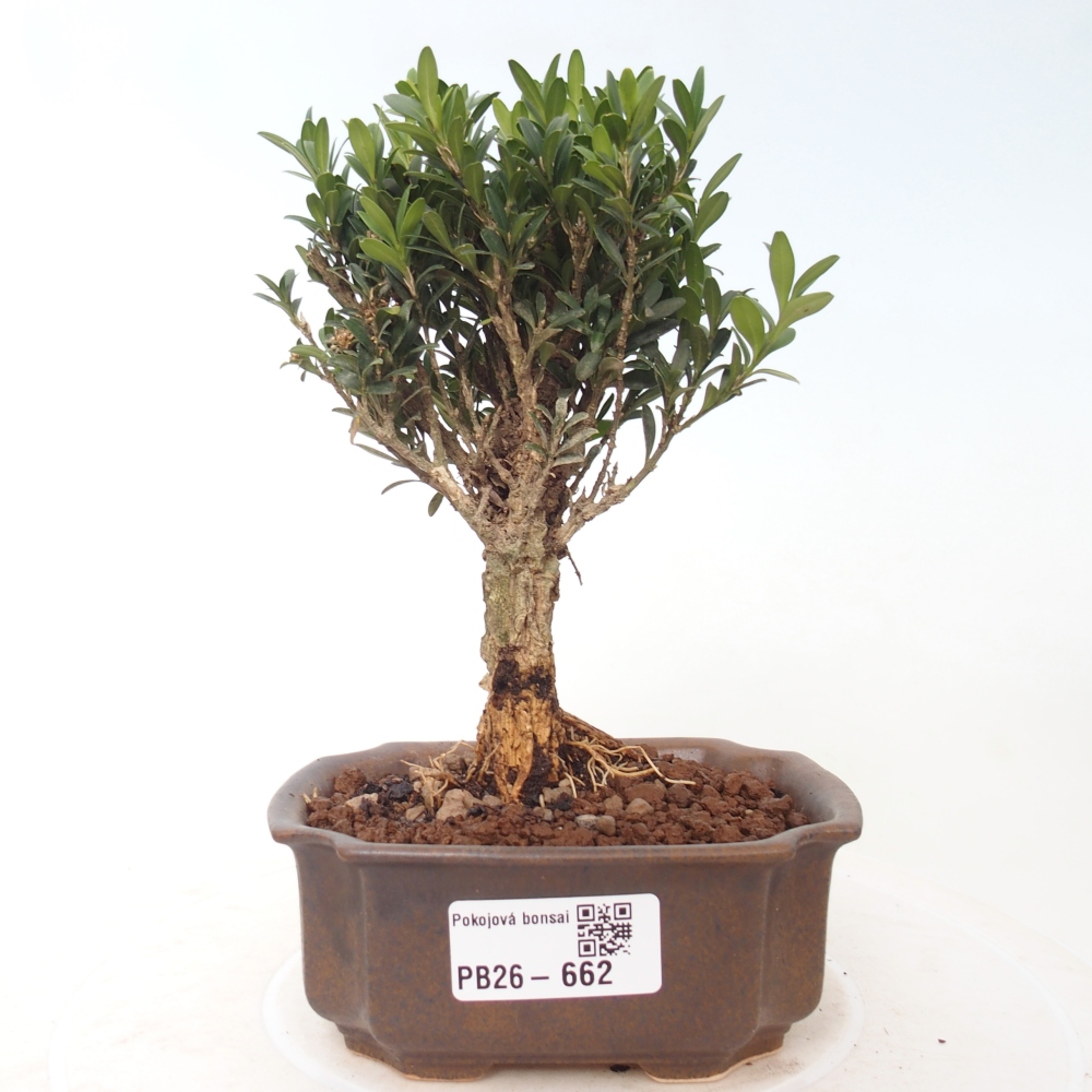 Bonsaï de chambre - Buxus harlandii - buxus liège
